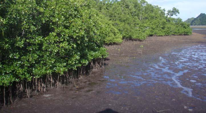 Tropical Wetlands Mangroves Tidal wetland forests