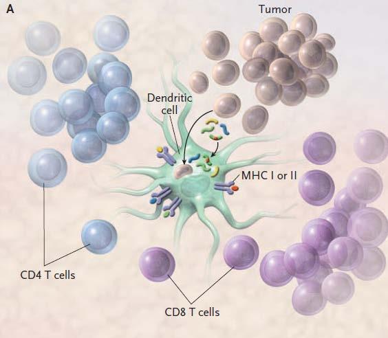 Dendritic Cells Are Often Used for Immunotherapy