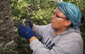 0 TWh (including transmission system costs) Romaine-1 Romaine-2 Environmental follow-up 1 In 2012, a second inventory of forest-dwelling caribou was compiled and telemetric monitoring of 25 females