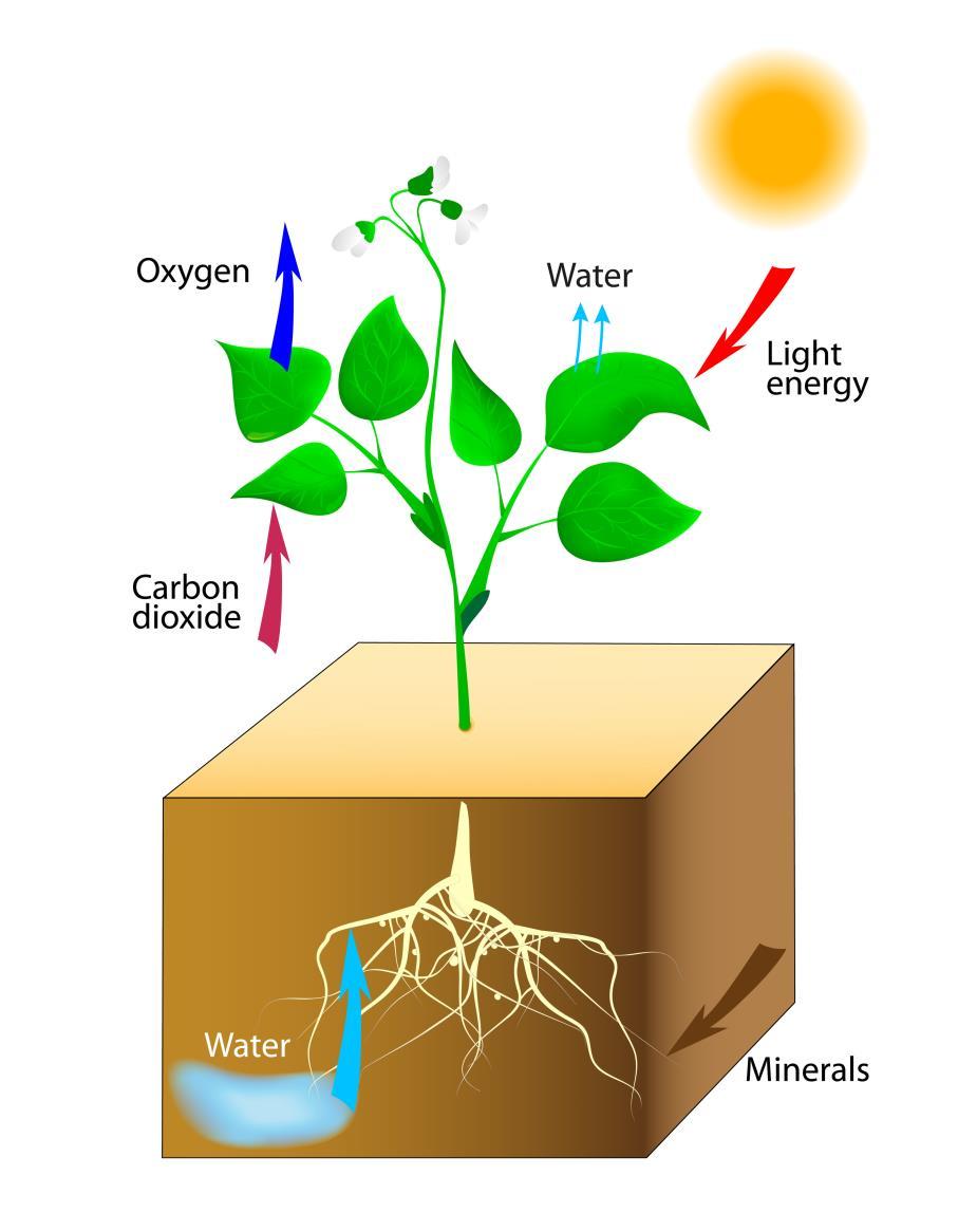 designua/fotolia 9-1 The Carbon Cycle Biomass is organic material that uses energy from the sun to convert carbon dioxide and water into