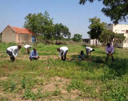 *Removal of Parthenium weeds from Lime plot