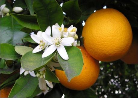 Elasticity of supply in the short run: Orange groves illustrate a business in which supply is inelastic, other businesses have a more elastic supply.
