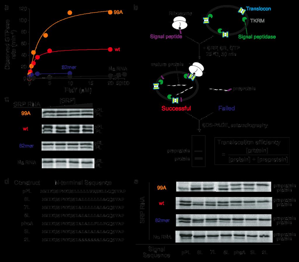 RESEARCH Supplementary Figure 4 Activity of SRP RNA distal end mutants in GTPase reactions and in co-translational protein targeting and translocation.