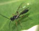 Natural Enemies & Biological Control Little known about DBM natural enemies in canola. What do we know? The DBM parasitoids in canola are the same as occur in vegetable crops.