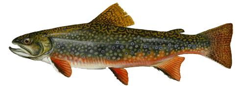 Areas Brook Trout