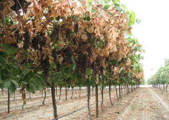 SAMPLE COSTS TO ESTABLISH A VINEYARD AND PRODUCE DRY-ON-VINE RAISINS OPEN GABLE TRELLIS SYSTEM Main Authors Matthew Fidelibus UCCE Viticulture Specialist, Kearney Agricultural Center, Parlier, CA.