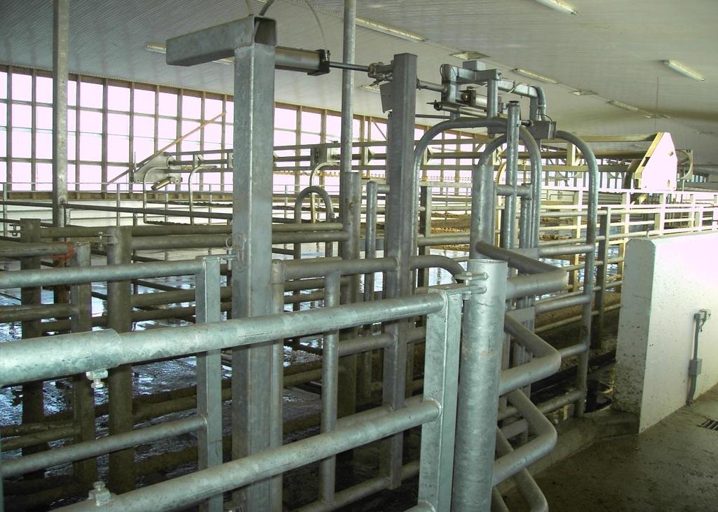 Our Electronic Herd Management System incorporates the use of electronic cattle ankle transponders and sort-gates to provide efficient cattle flow-management throughout our facility.