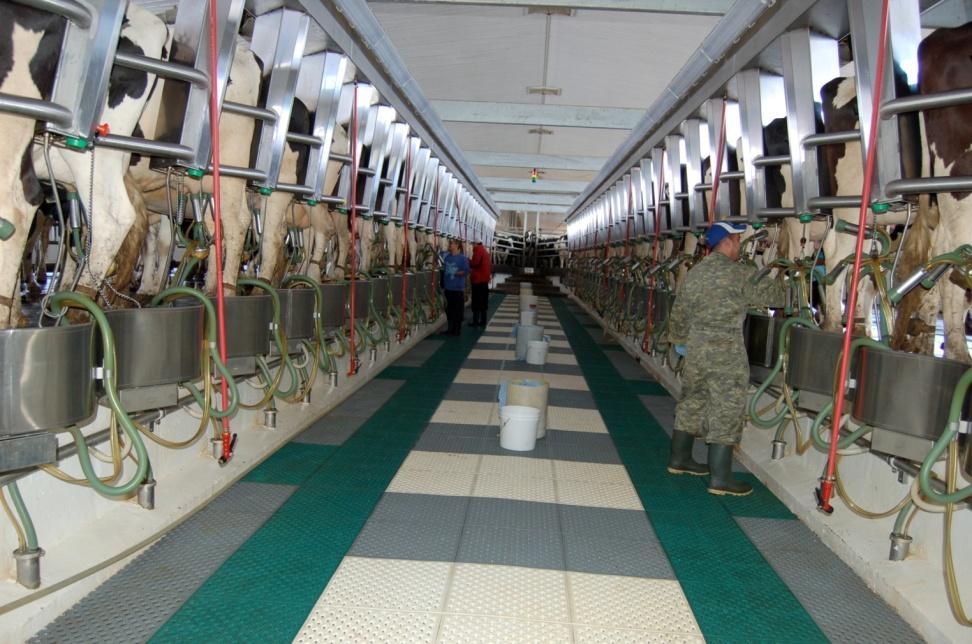 Cows are milked 3 times/day (every 8 hours) in our 60 stall, computerized Milking Parlour that can process 300