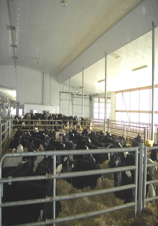 Our Special Needs Facility, located adjacent to the milking parlour and offices, provides