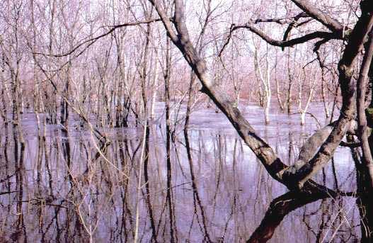 Stormwater Wetlands Areas subject to storm flowage Areas