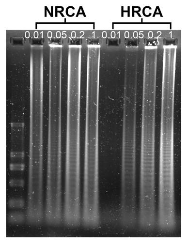 Figure S3. Agarose gel electrophoretic patterns of the products of NRCA. Comparison of NRCA (Lane 2-5) with HRCA (Lane 6-9). Different concentrations of the primer 1 from 10 nm to 1 μm was adopted.