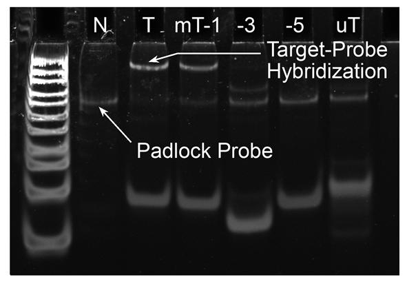 As is shown in Figure S4, the target DNA as well as some mutant variants is adopted to hybridize with the padlock probe.