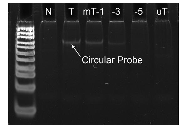 respectively. Figure S5. The samples in S4 were further treated by exonuclease I and III. References 1 (a) D. Liu, S. L. Daubendiek, M. A. Zillman, K. Ryan and E. T. Kool, J. Am. Chem. Soc.