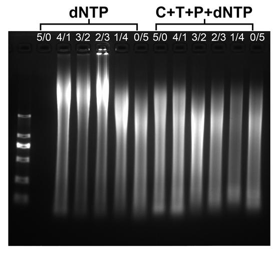 Figure S1. Agarose gel electrophoretic patterns of the products of NRCA. The NRCA has been conducted by using different buffer solutions: a mixture of Bst buffer and Nb.