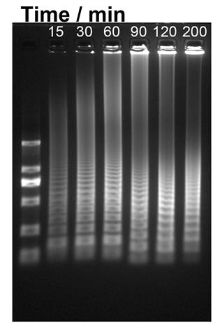 Figure S2. Agarose gel electrophoretic patterns of the products of NRCA. The NRCA reaction has proceeded for 15, 30, 60, 90, 120, and 200 min, respectively. Amplification efficiency of NRCA.
