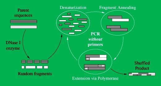 MgCl 2 (mm) Units of Taq polymerase dntps (mm) MnCl 2 (mm) Standard PCR 1.5 2.5 0.2 0 7 5 varying 0.075-0.