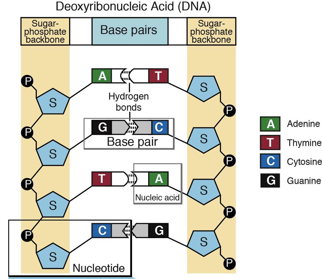 Deoxyribonucleic Acid (DNA) Each ladder rung has 2