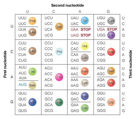 The Genetic Code DNA bases: A G C T RNA bases: A G C U A three-nucleotide codon in a nucleic acid sequence