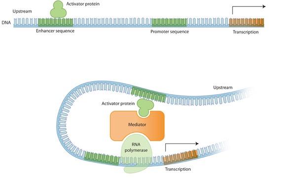 Regulation of gene expression A promoter is a region of DNA adjacent to a gene that contains binding sites for proteins involved in