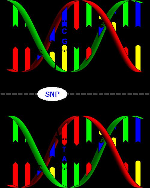 Single Nucleotide Polymorphism (SNP) example Right: Two forms of the same chromosomal locus