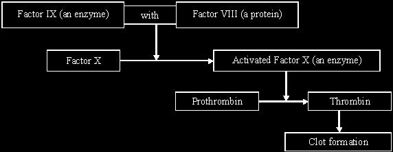 Q15. The diagram shows part of the metabolic pathway involved in the clotting of blood in response to an injury. Haemophilia is a condition in which blood fails to clot.