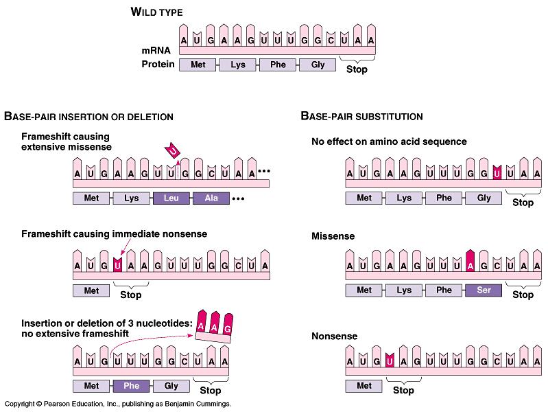 Mutations and gene In Conclusion 1. Cells cannot stay alive without enzymes and other proteins 2.