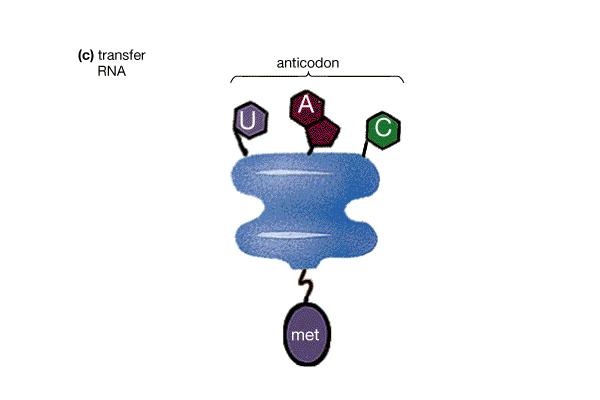 (DNA) RNA Types