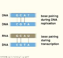 RNA with DNA