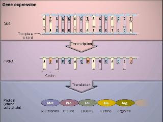 Process of Gene