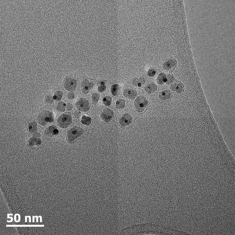 micrographs of polymer-coated NHs