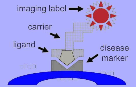 Figure 2-14: Above figure shows the principle of targeted contrast imaging. The imaging agent is coupled with the ligand using a carrier. The ligand is targeted to the receptor on the cell surface.