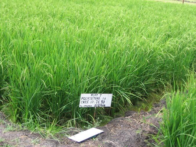Rice fish Aquaculture Introduction Started as an old