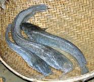 Major fish species in rice-fish