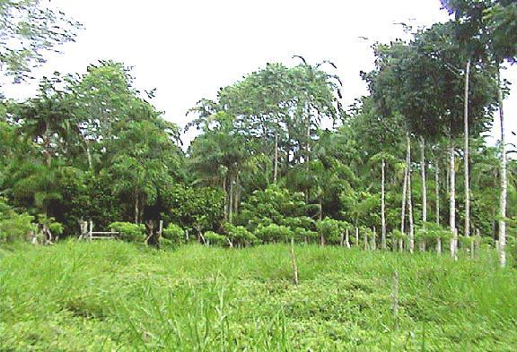 Rural Agroforests as