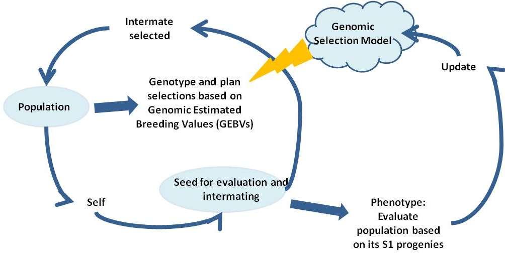 Recurrent Genomic Selection for Adult