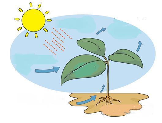 XIV. Label the following diagram for the process of photosynthesis.