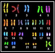 DNA and Chromosomes The genome is a complete set of instructions for making an organism, consists of tightly coiled threads of DNA organized into structures called