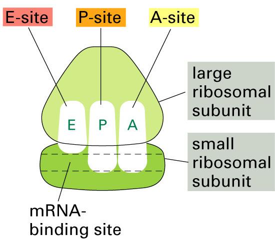 Translation with Details Binding site of ribosome for the mrna and the three trna binding sites.