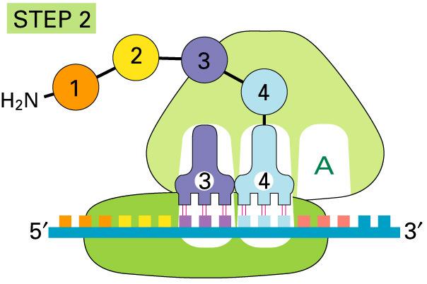 Steps of Translation: Elongation An aminoacyl-trna able to base pair with the next codon on the mrna arrives at the A site.