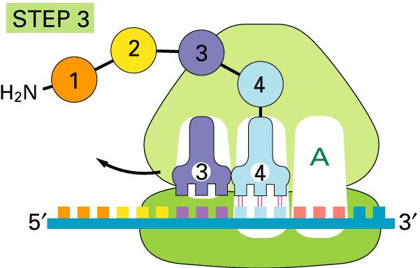 Steps of Translation: Termination The end of the message is marked by a STOP codon: UAA, UAG, UGA. No trna molecules have anticodons for STOP codons.