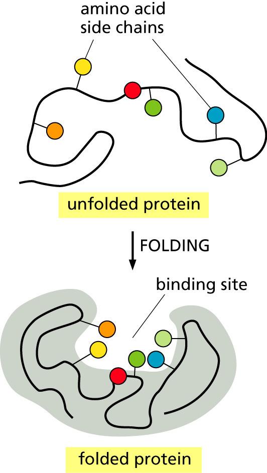 Each protein chain is called a subunit Folded Protein Distant residues (in the primary structure of a protein) can come close in the folded structure.