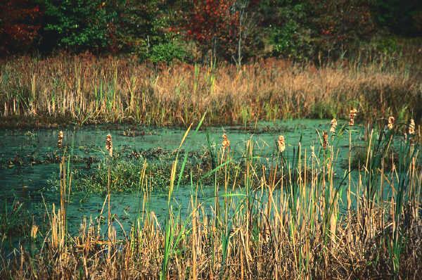 Wetlands Leave riparian buffers around wetlands.