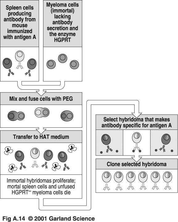V. Techniques that can be used to identify and quantify immune cell populations. A.