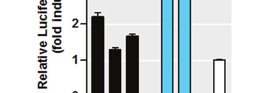 the bar graph. Luciferase activity was determined after 24 h of transfection. Transfection efficiency was normalized by β-galactosidase activity.