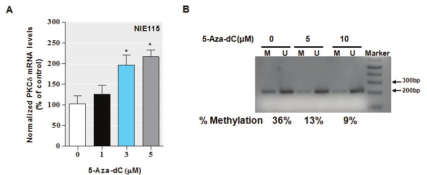 Fig. S2. Treatment with methylation inhibitor 5 -aza-2 -deoxycytidine (5-Aza-dC) significantly increased endogenous PKCδ mrna and attenuated PKCδ promoter methylation in NIE115 cells.