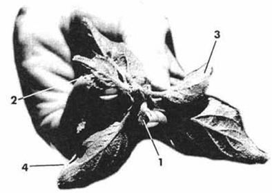 Using a magnifier, count the mines on the undersides of the 2nd, 3rd, and 4th leaves in each cluster, counting leaves in the order they unfolded (see diagram at right).