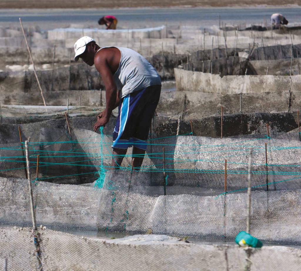 A need to diversify Traditional small-scale fisheries are fundamental to the livelihoods and food security of hundreds of millions of people throughout the world.
