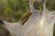 Eastern tent caterpillars are also on the verge of completing their 2005 feeding phase.