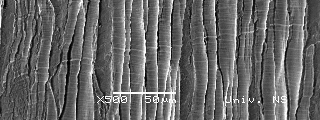 2. Mikroskopski prikaz poprečnog preseka strugotine pri obradi pohabanim alatom Kratersko habanje se direktno odražava na početnu strukturu stvaranja lamela strugotine koja uvek teže da ima karakter
