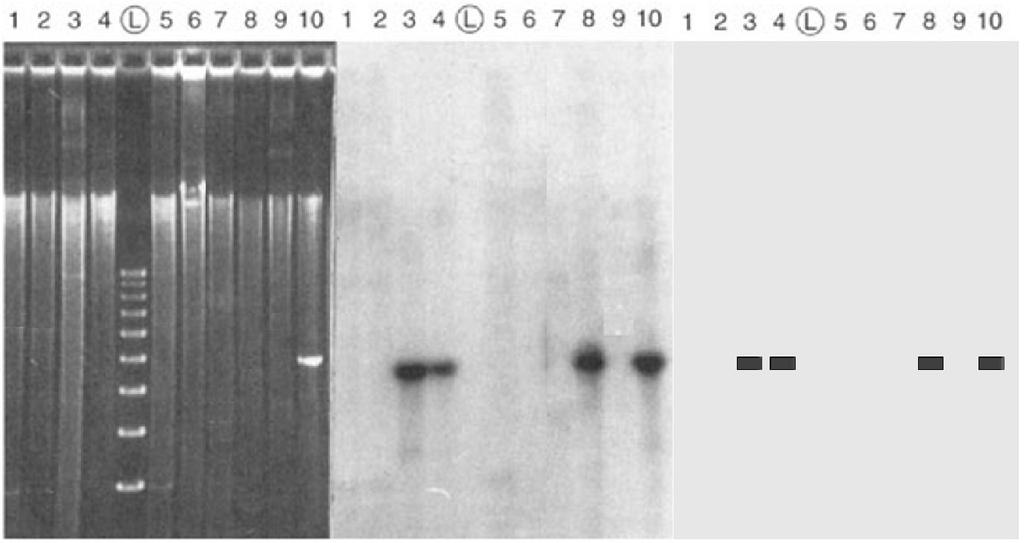 lbeled probe genomic DNA G A T C A G T A G C T A G T C A T C Southern blotting